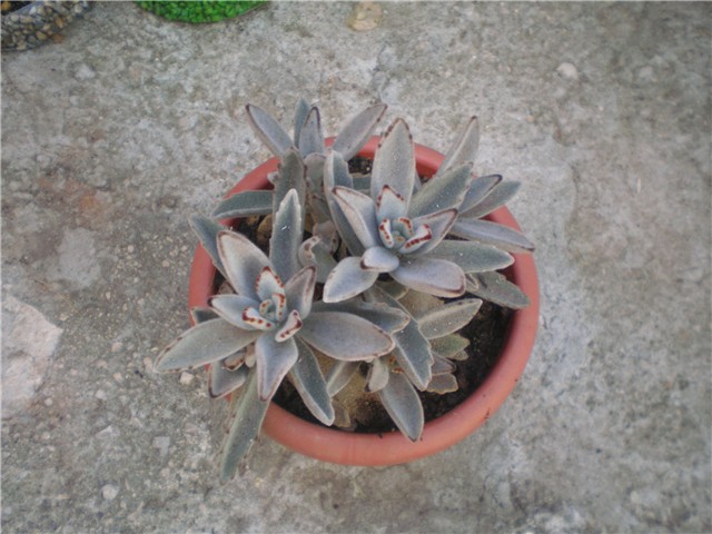 Kalanhoe tomentosa